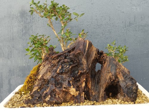 Bonsai olivastro foglie - bonsai,