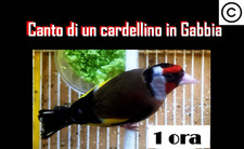 CANTO DEL CARDELLINO IN GABBIA LIMPIDO E VARIEGATO TEMPI DIVERSI CD CHIAVE USB