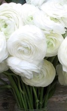 15 + Whorled Bianco Persiano