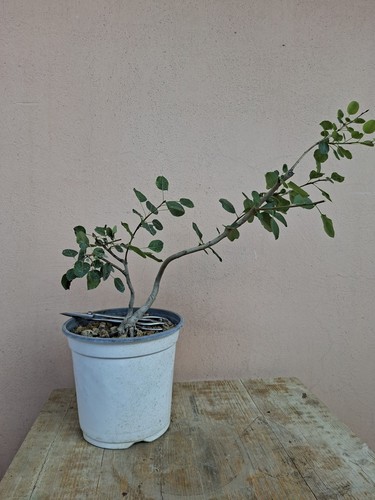 Pre bonsai pyrus - bonsai, piraster