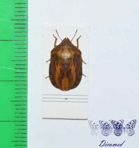 Hemiptera pentatomidae - hemiptera,