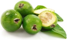 Feijoa "Acca sellowiana"