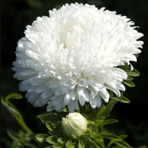 Aster duchesse bianco peonie - duchesse,