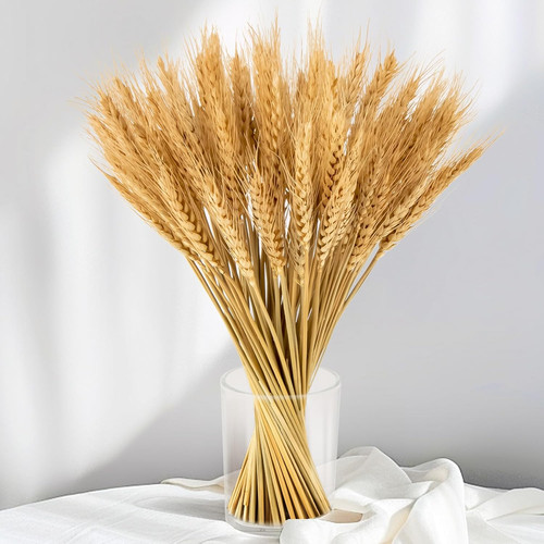 100 steli gambi grano - 100, di