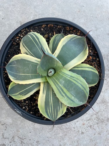Beautiful large agave - large,