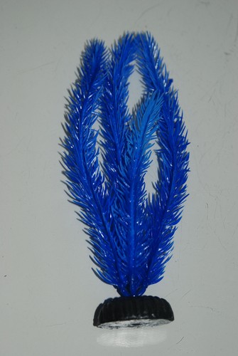 Pianta acquario - pianta,