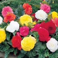 Begonia mix a fiori grandi