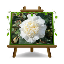 Camelia Japonica Bianca pianta