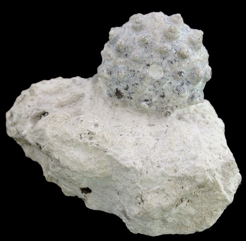 Malm hemicidaris intermedia - malm,