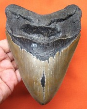 MEGALODONTE DENTI DI SQUALO -