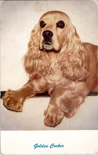 Golden cocker spaniel - cocker,