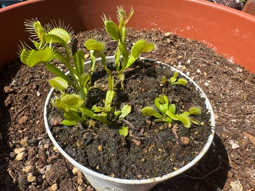 Dionaea muscipula phalanx - gj,