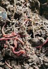 Lombrichi rossi californiani