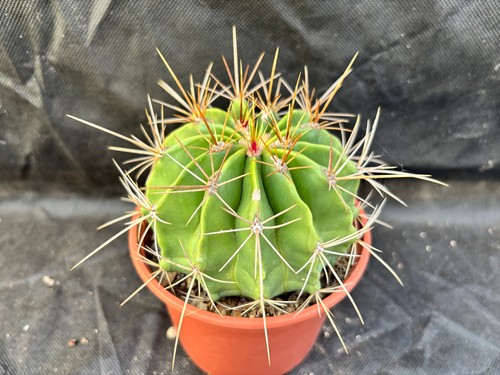 Ferocactus echidne - echidne, v