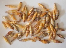 LOTTO DI CONCHIGLIE ESOTICHE