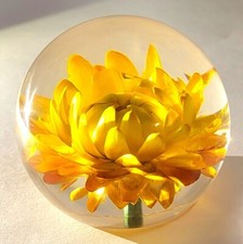 60mm Vero Dorato Everlasting