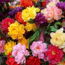 20 pezzi PEONIA semi pianta da