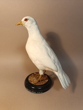 Taxidermy, Cabinet De Curiosites, Birds: Pernice Rossa Albina,  Alectoris rufa