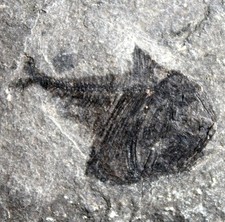 Argyropelecus cosmovicii -