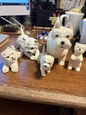 5 West Highland White Terrier