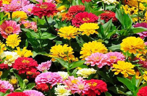 Zinnia elegans colori - elegans,
