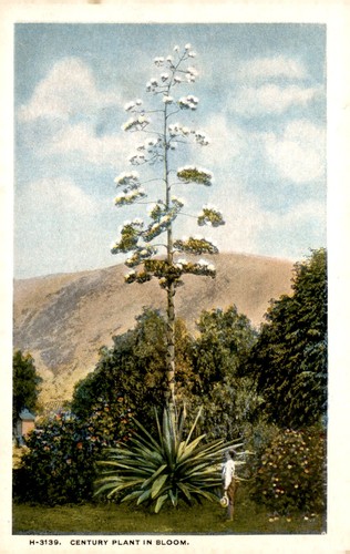 Cartolina century plant - cartolina, in