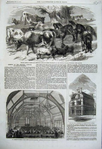 Vecchia stampa antica pony