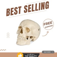Modello Teschio Anatomico