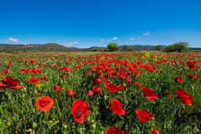 20 graines de coquelicots de