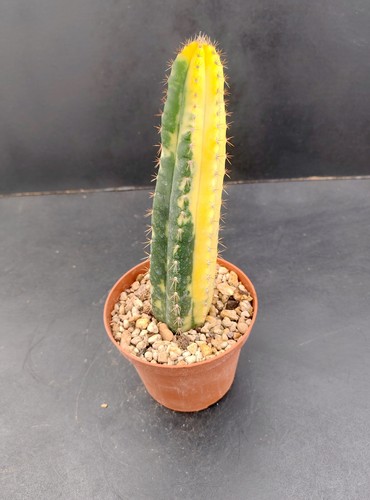 Trich pac arequipa f - trich/,