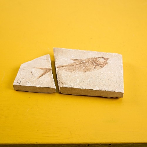 Pesce fossile - pesce,