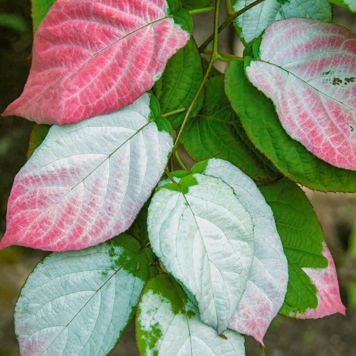Aktinidia adam impollinatore - adam,