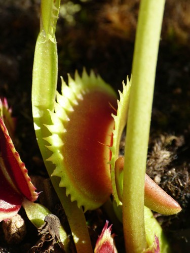 Vft venus flytrap - vft,