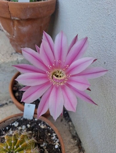 Echinopsis hybrid rara - hybrid, in