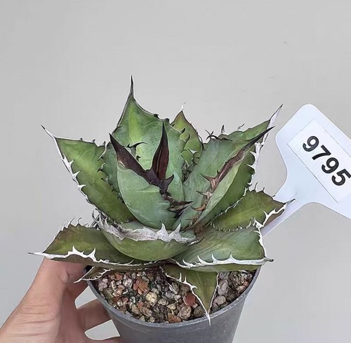 1pcs 10cm rare - rare, agave