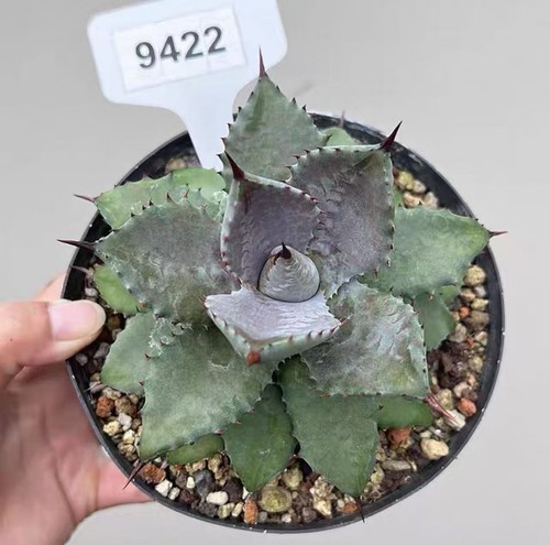 1pcs random pot - random,