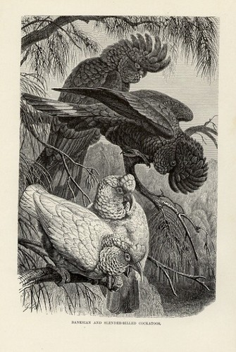 1894 cacatua uccelli - 1894,