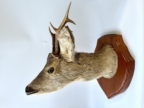 Capriolo - capriolo, capreolus)