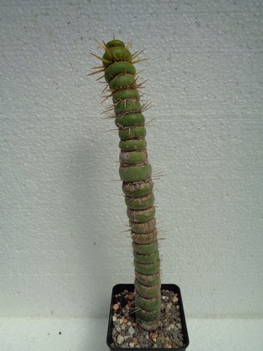 Eulychnia castanea spiralis - castanea, 25