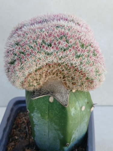 Echinocereus rigidissimus - echinocereus,