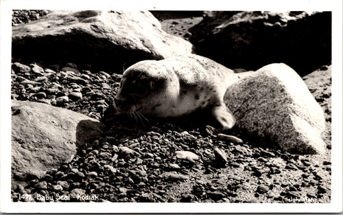 Cartolina baby seal - isola, di