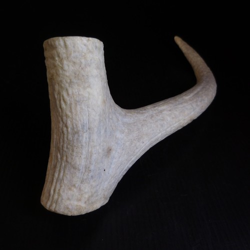 N9014 corno cervo foresta - n9014, re