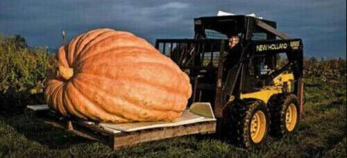 Zucca gigante atlantic - zucca,