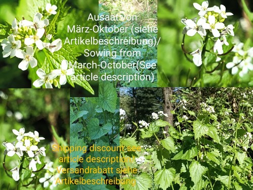 Rauke aglio alliaria - rauke,