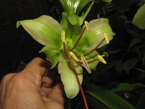 Hippeastrum calyptratum - hippeastrum,
