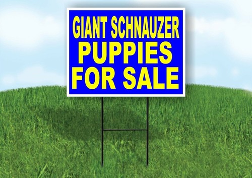 Schnauzer gigante cuccioli - schnauzer,