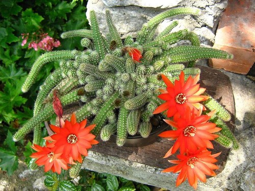 Cactus cacahuete - 3, x