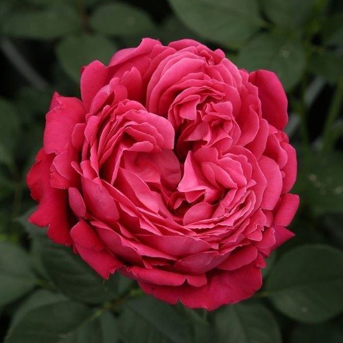 Pianta rosa brevettata - pianta,