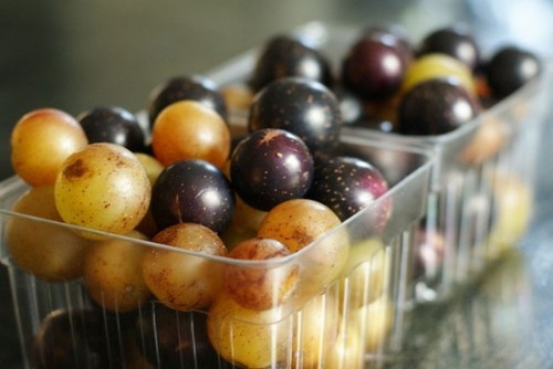 Muscadina scuppernong mix 12 - muscadina/scuppernong, *