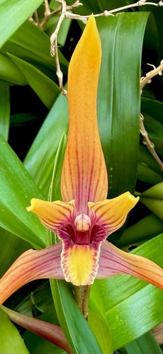 Maxillaria striata ibrida - , new